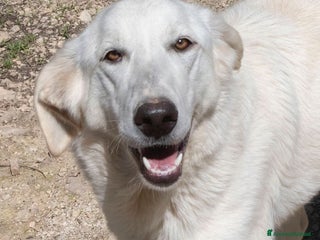 Meticcio cani SPLENDIDA CUCCIOLONA DA AMARE a Provincia di Lecco - Annuncio 31