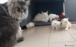 Maine Coon gatti in vendita: Maine Coon  - Immagine 3