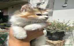 Persiano gatti in vendita: Gattine persiane normotipo  a Provincia di Reggio Emilia - Immagine 9