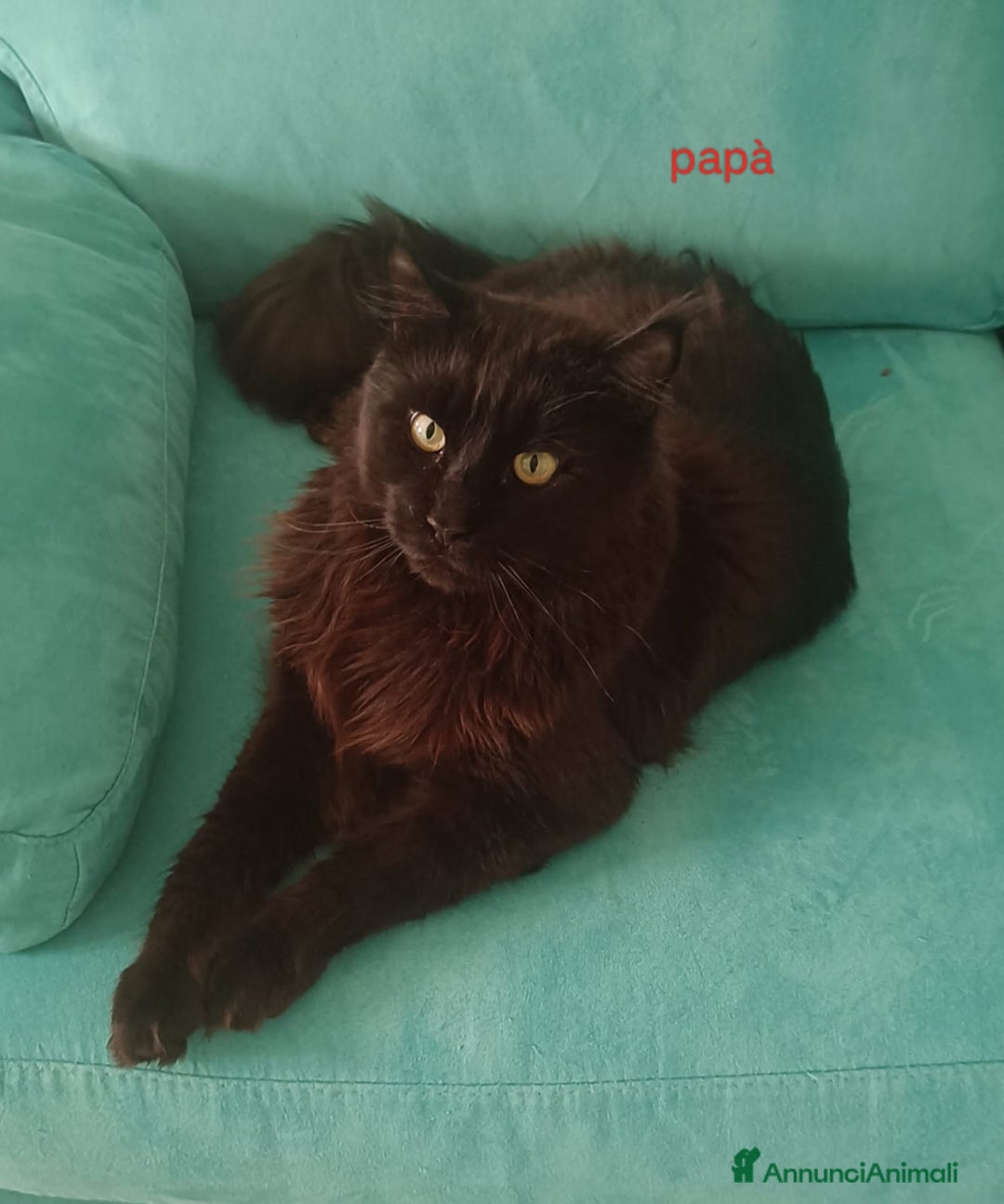 Maine Coon gatti in vendita: Cucciolo Maine Coon pedigree ANFI  - Annuncio 8