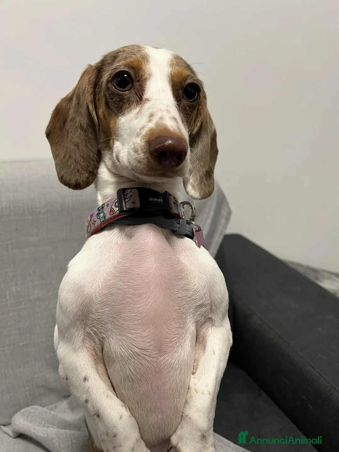 Bassotto cani per accoppiamento: Si ricerca bassotto maschio per monta. - Annuncio 23