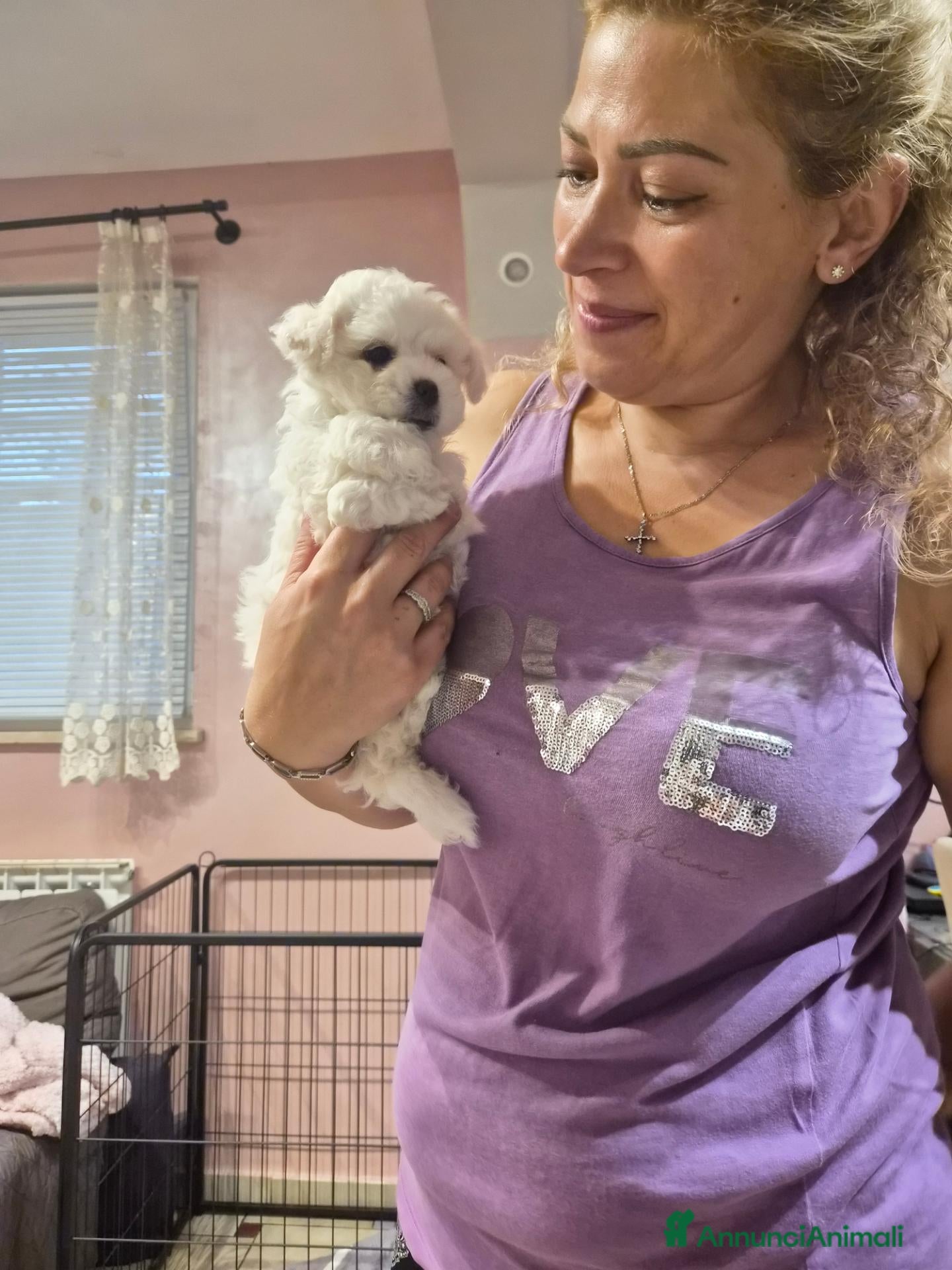 Maltese cani  Cucciola femmina - Annuncio 9