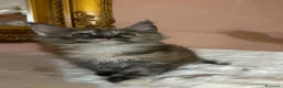 Maine Coon gatti in vendita: Maine Coon splendide femmine  - Annuncio 13