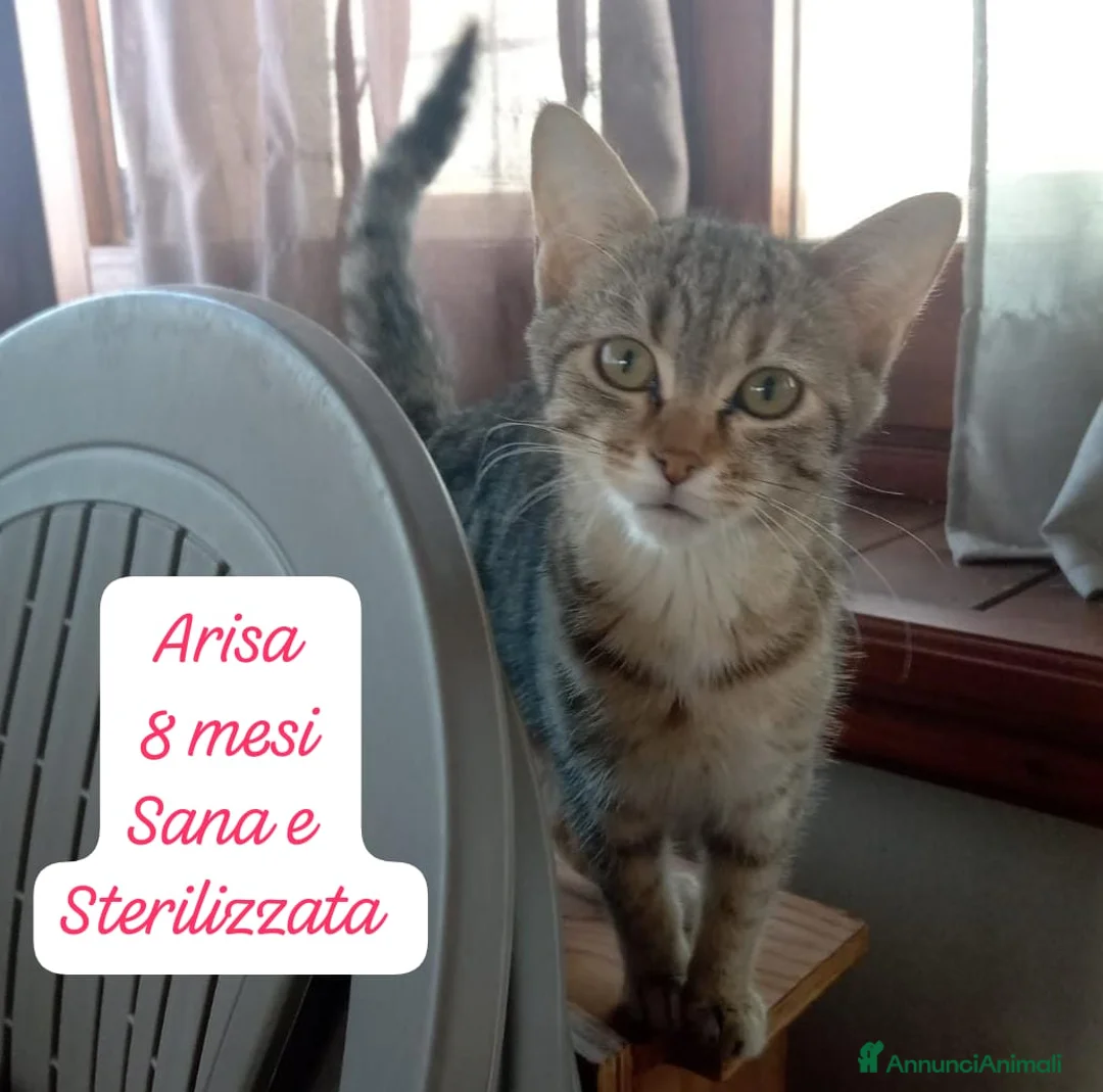 Europeo gatti in regalo: Gattini destinati alla colonia  a Provincia di Ferrara - Annuncio 10