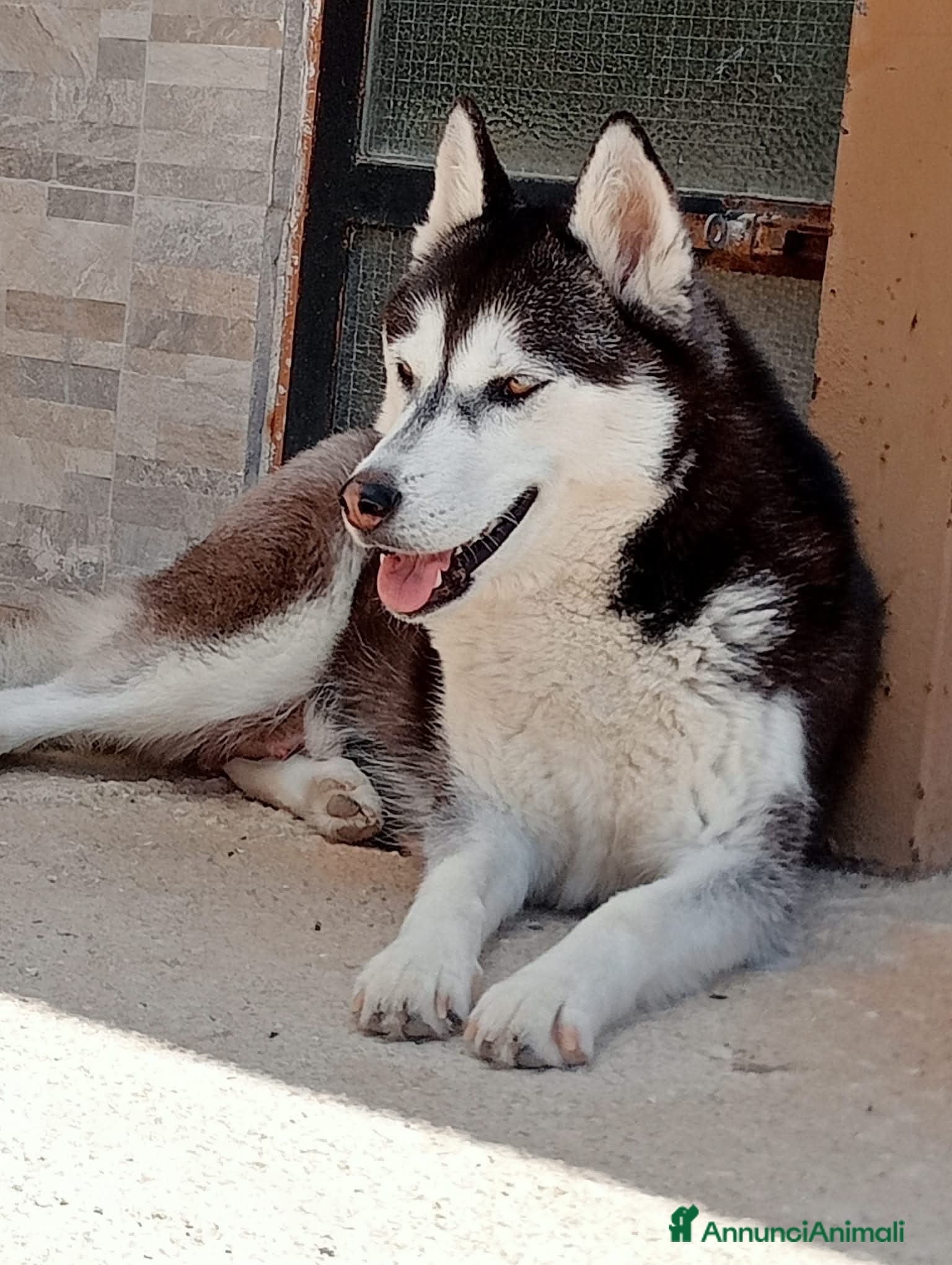 Husky cani 2 cucciole Siberian Husky  - Annuncio 1