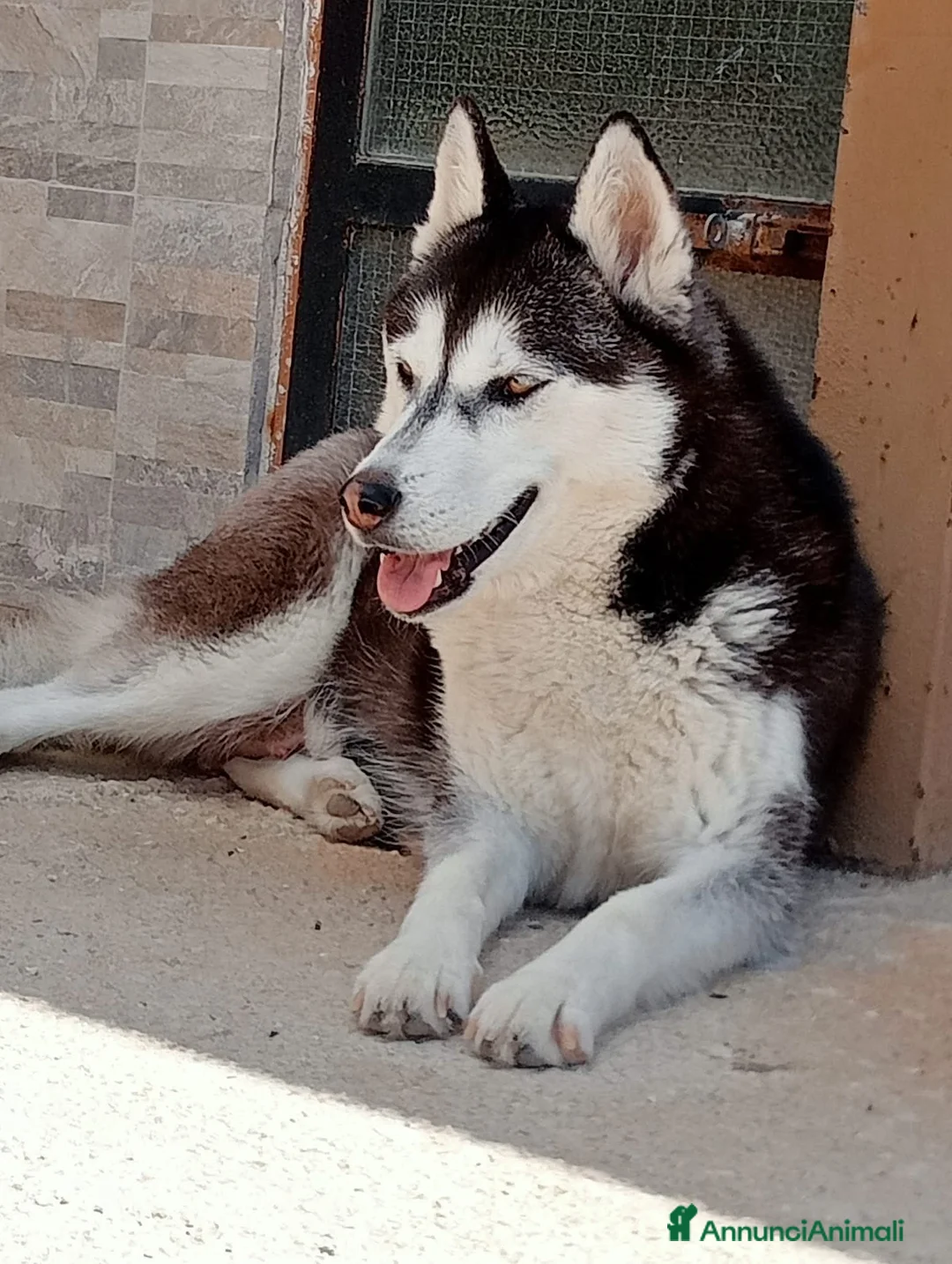 Husky cani in vendita: 2 cucciole Siberian Husky  - Annuncio 1