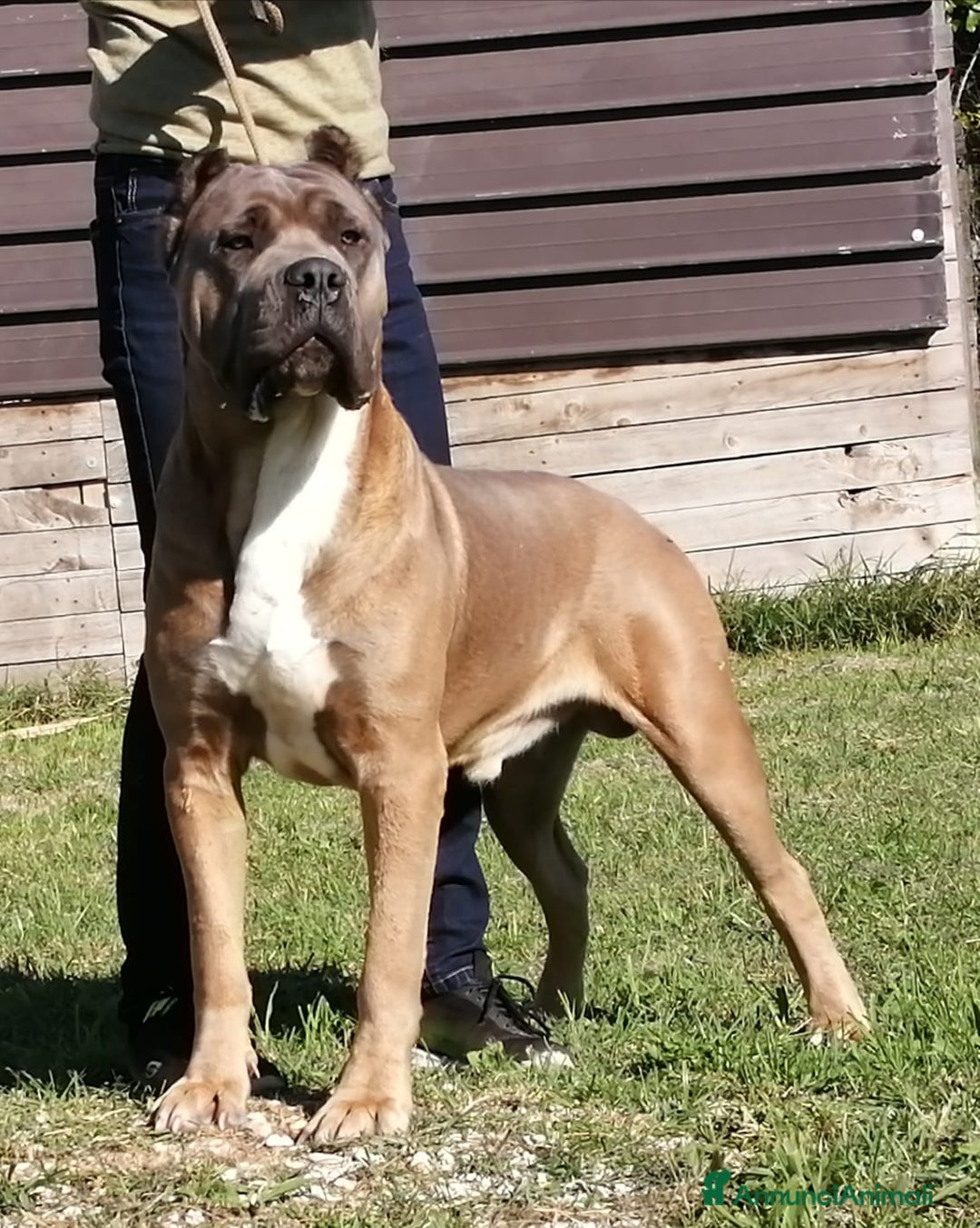 Immagine della galleria {{count}}