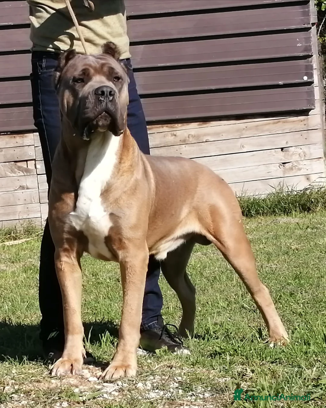 Immagine della galleria {{count}}