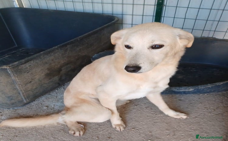 Meticcio cani - Annuncio 16
