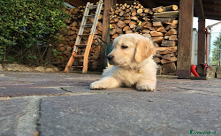 Golden Retriever cani a Provincia di Varese - Annuncio 6
