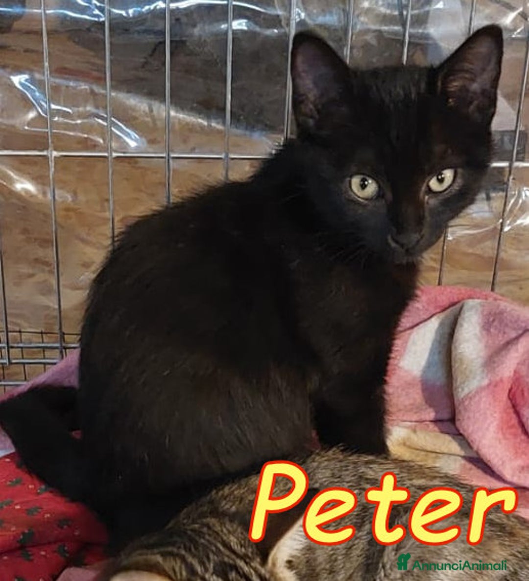 Europeo gatti in regalo: PETER IL PANTERINO DOLCISSIMO - Annuncio 4