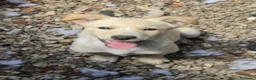 Meticcio cani in regalo: Adotta Olga 4 mesi - Annuncio 2