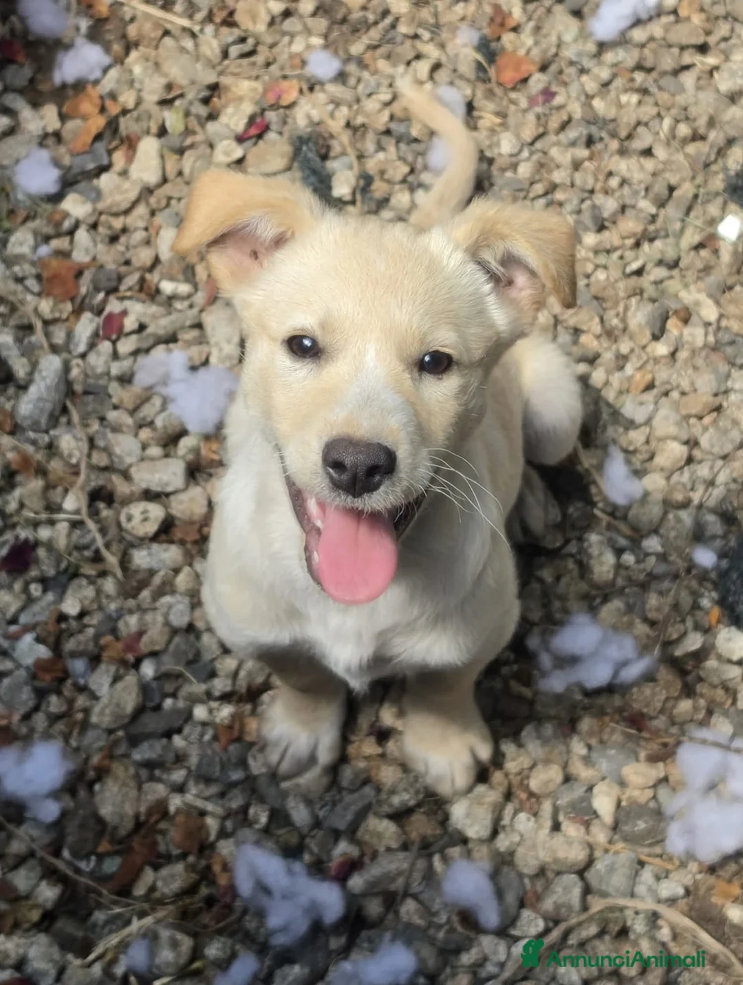 Meticcio cani in regalo: Adotta Olga 4 mesi - Annuncio 2