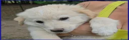 Meticcio cani in regalo: TZATZIKI VISPO CUCCIOLO 2 MESI - Annuncio 7