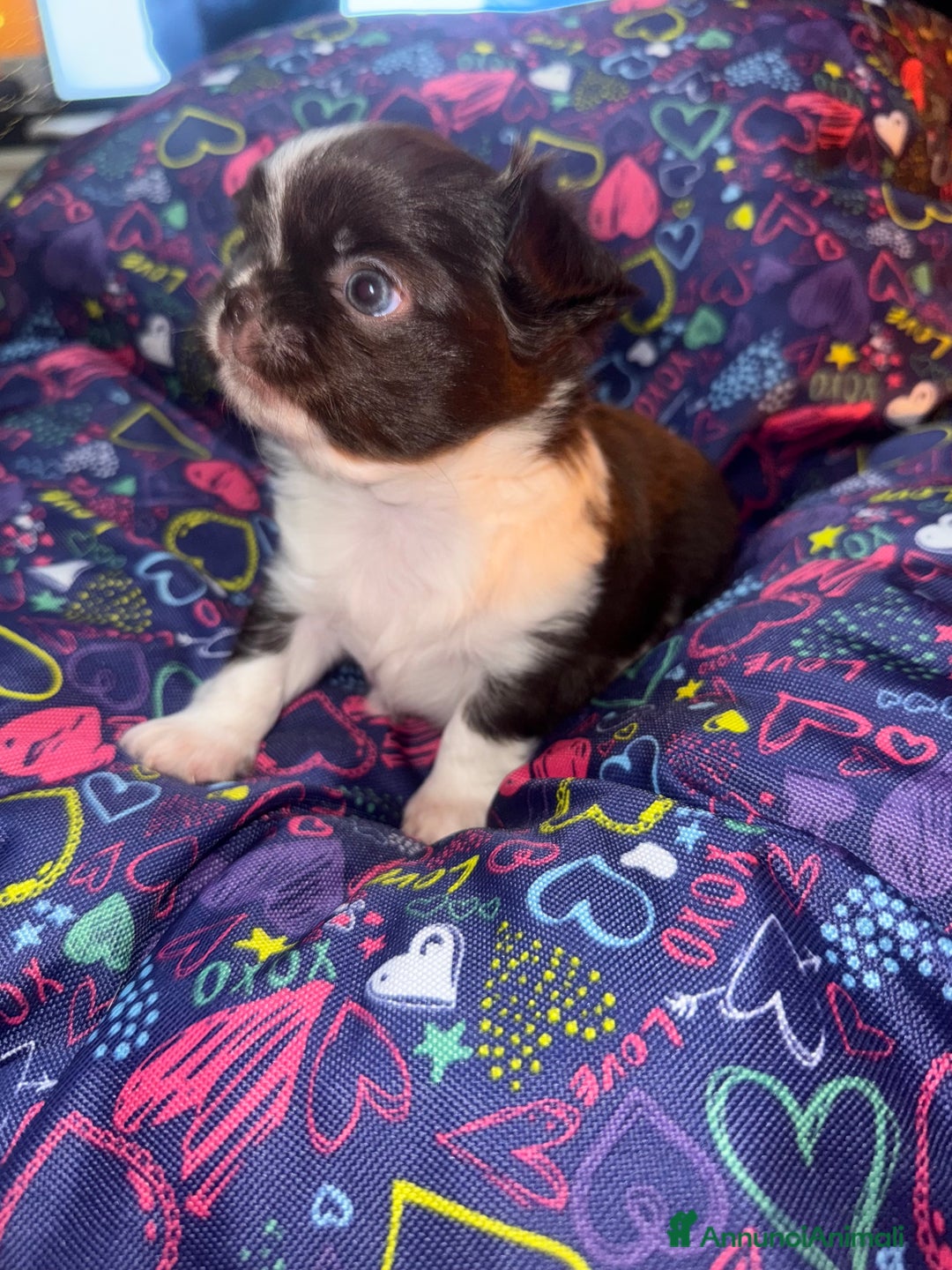 Chihuahua cani in vendita: Chihuahua pelo lungo  - Annuncio 2