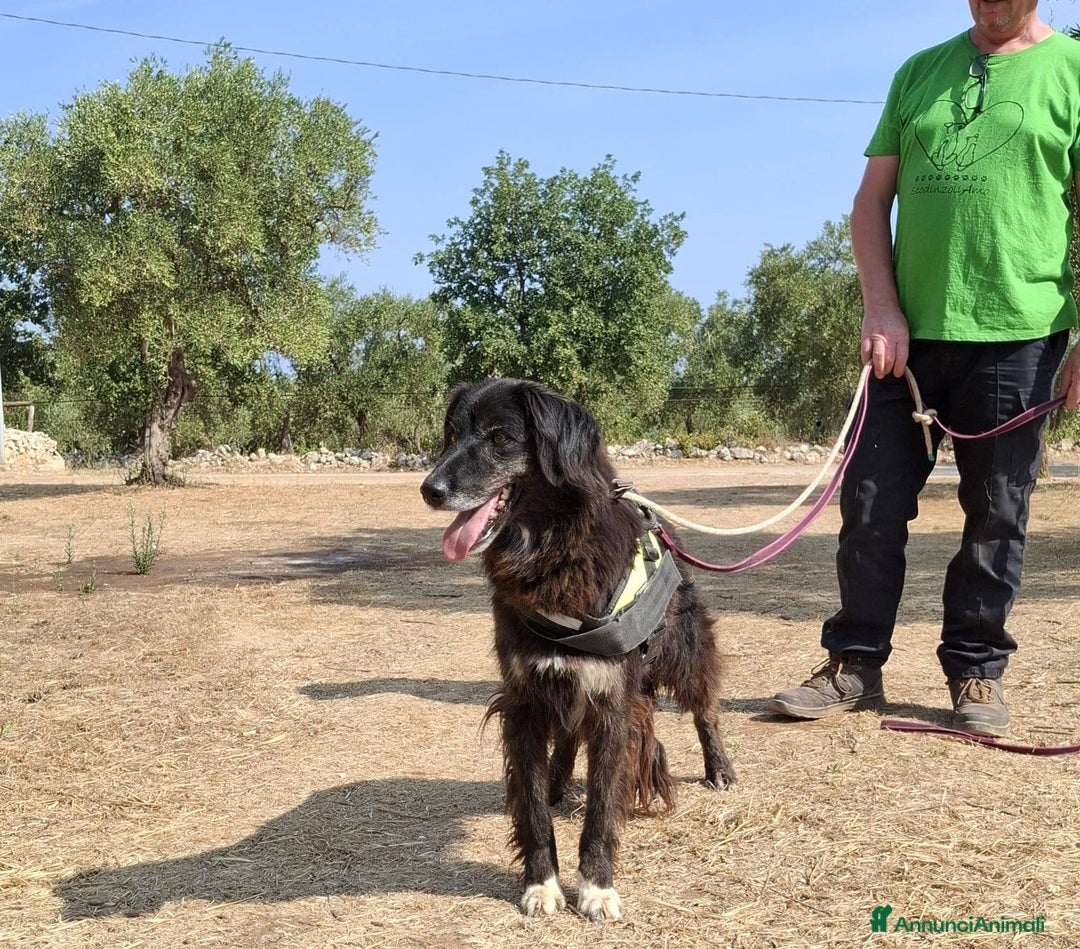 Meticcio cani in regalo: Lilly, la principessa - Annuncio 8