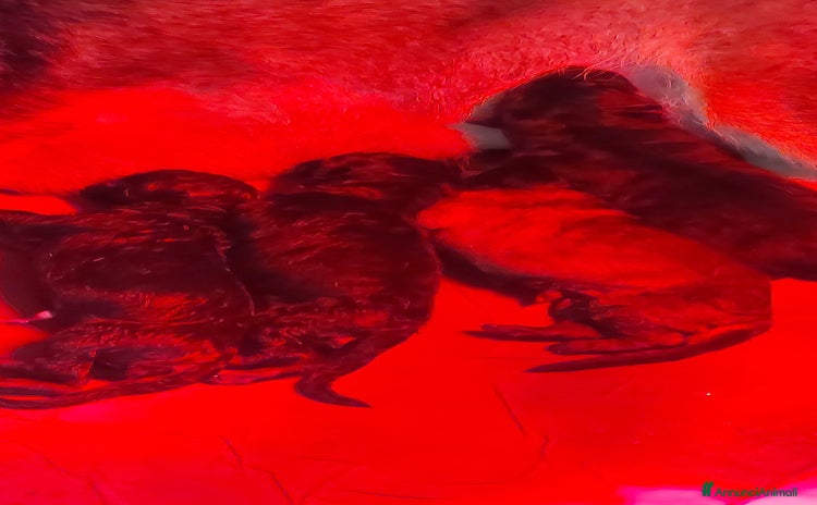 Pastore Tedesco cani Cuccioli pastore tedesco pedigree enci  - Annuncio 3