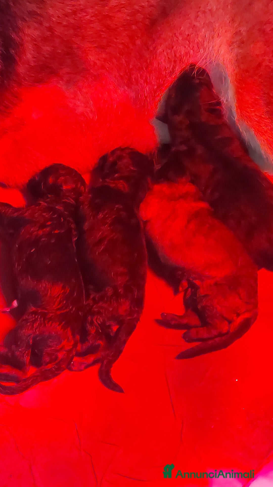 Pastore Tedesco cani in vendita: Cuccioli pastore tedesco pedigree enci  - Annuncio 1