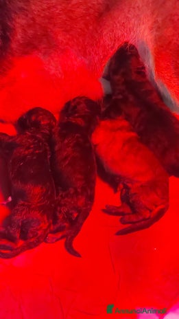 Pastore Tedesco cani Cuccioli pastore tedesco pedigree enci - Annuncio 3