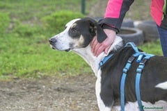 Segugio cani ZEUS, mix segugio energico e affettuoso - Annuncio 5