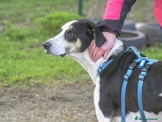 Segugio cani ZEUS, mix segugio energico e affettuoso - Annuncio 5