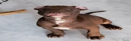 American Staffordshire cani in vendita: American pitbull terrier con pedigree - Annuncio 5