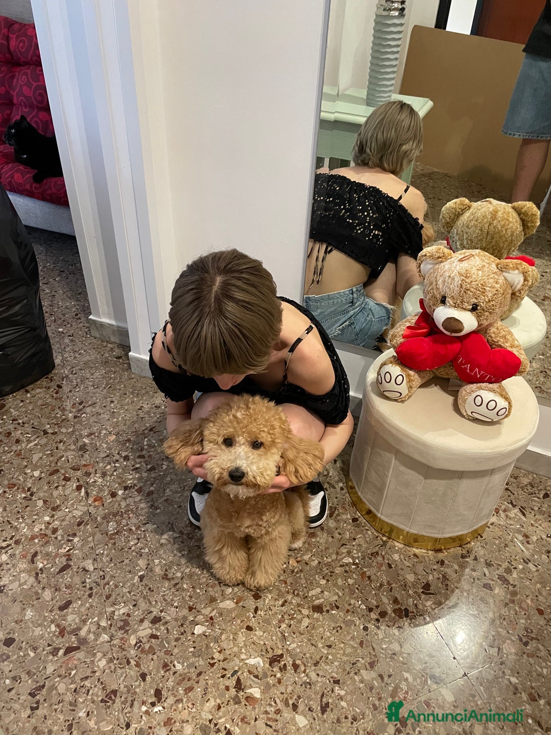 Barboncino cani per accoppiamento: Barboncino taglia medio piccola bello e peloso  - Annuncio 5