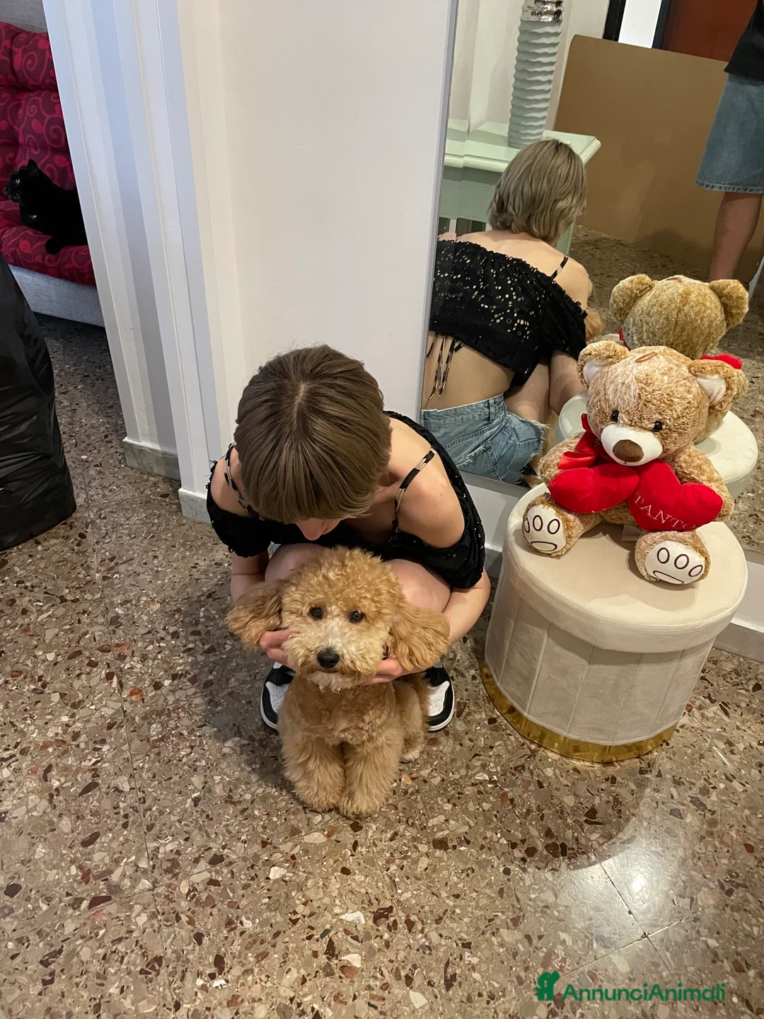 Barboncino cani per accoppiamento: Barboncino toy peloso e bello - Annuncio 5