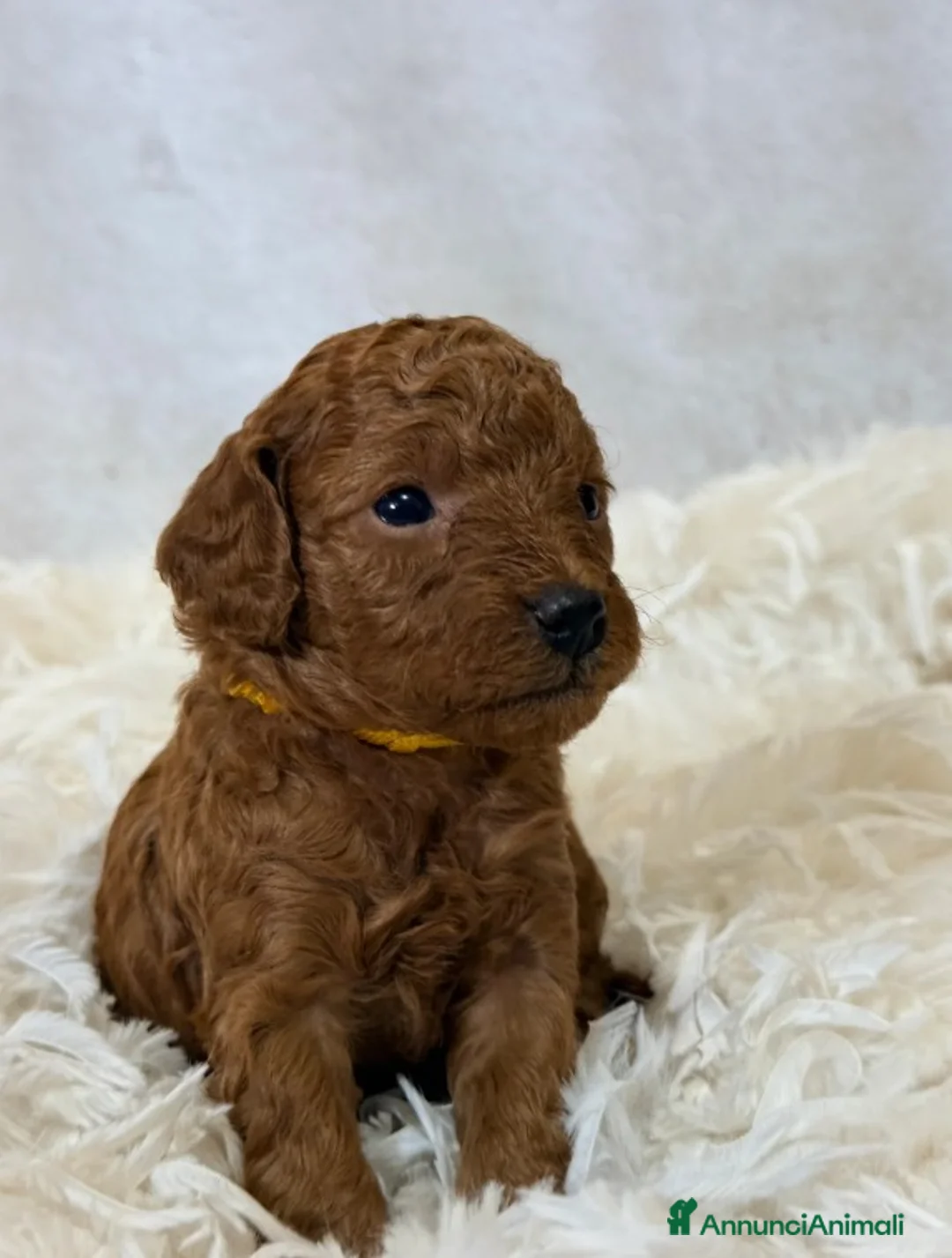 Barboncino Toy cani in vendita: Cuccioli di barboncino Toy rosso asiatico Toy barb - Annuncio 6