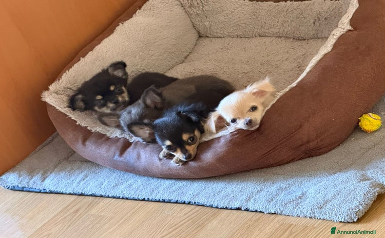 Chihuahua cani a Città metropolitana di Roma Capitale - Annuncio 6