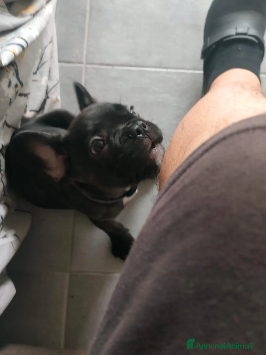 Bulldog Francese cani in vendita: Cucciolo di Bulldog Francese - Annuncio 1