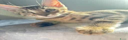 Bengala gatti in vendita: Cuccioli bengala  a Provincia della Spezia - Annuncio 12