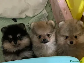Volpino Pomerania cani Volpino di Pomerania - Annuncio 1