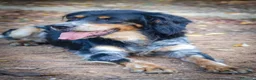 Meticcio cani in regalo: 𝗙𝗥𝗘𝗬𝗔, simil setter a Provincia di Lecce - Annuncio 4