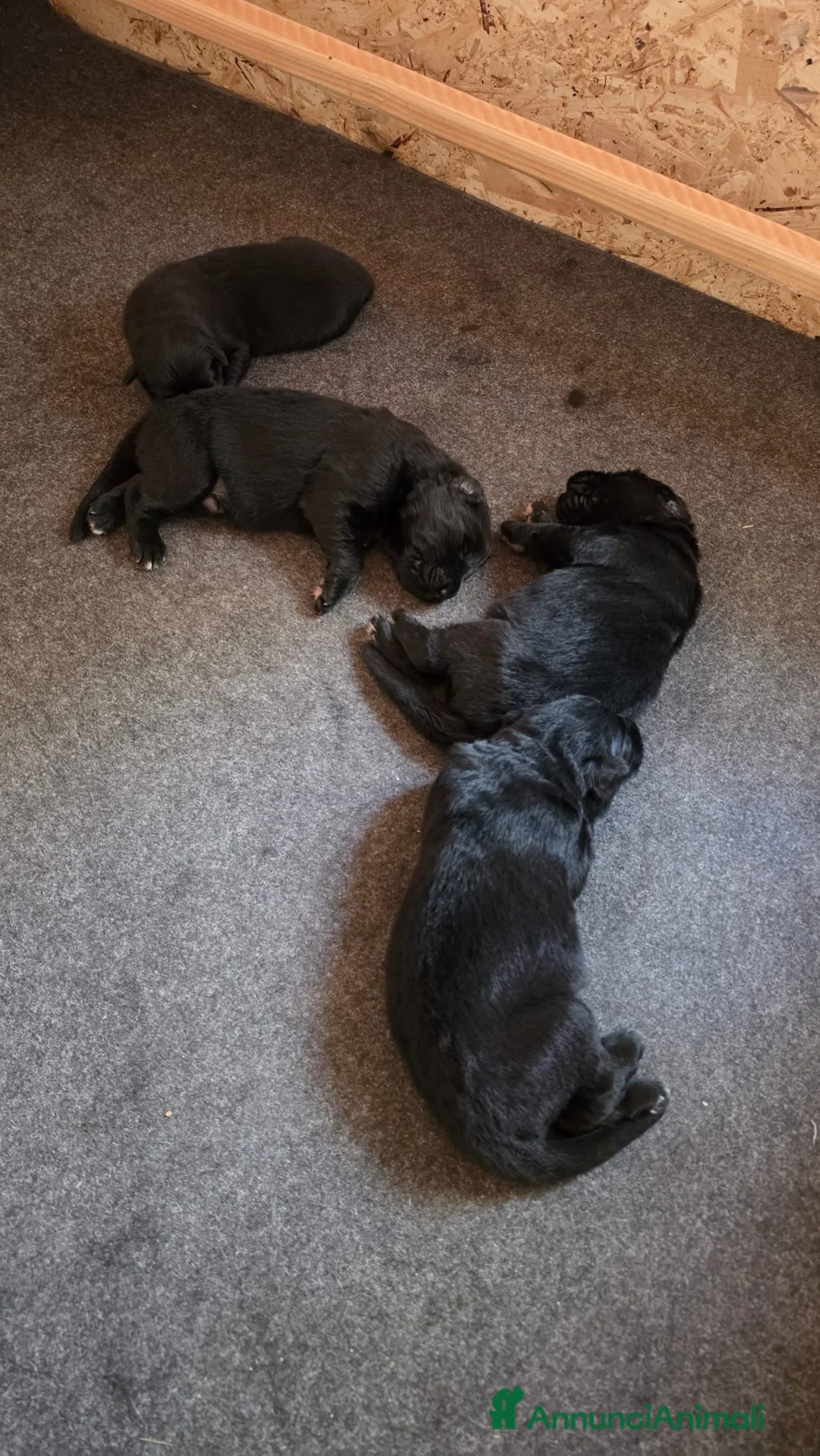 Pastore Tedesco cani in vendita: Cuccioli Pastore Tedesco Pelo Lungo  - Annuncio 2