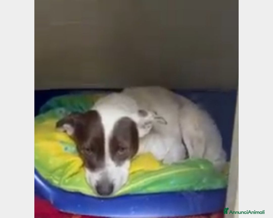 Meticcio cani in regalo: 6anni triste portato in canile dai parenti SOS SUD a Milano - Annuncio 5