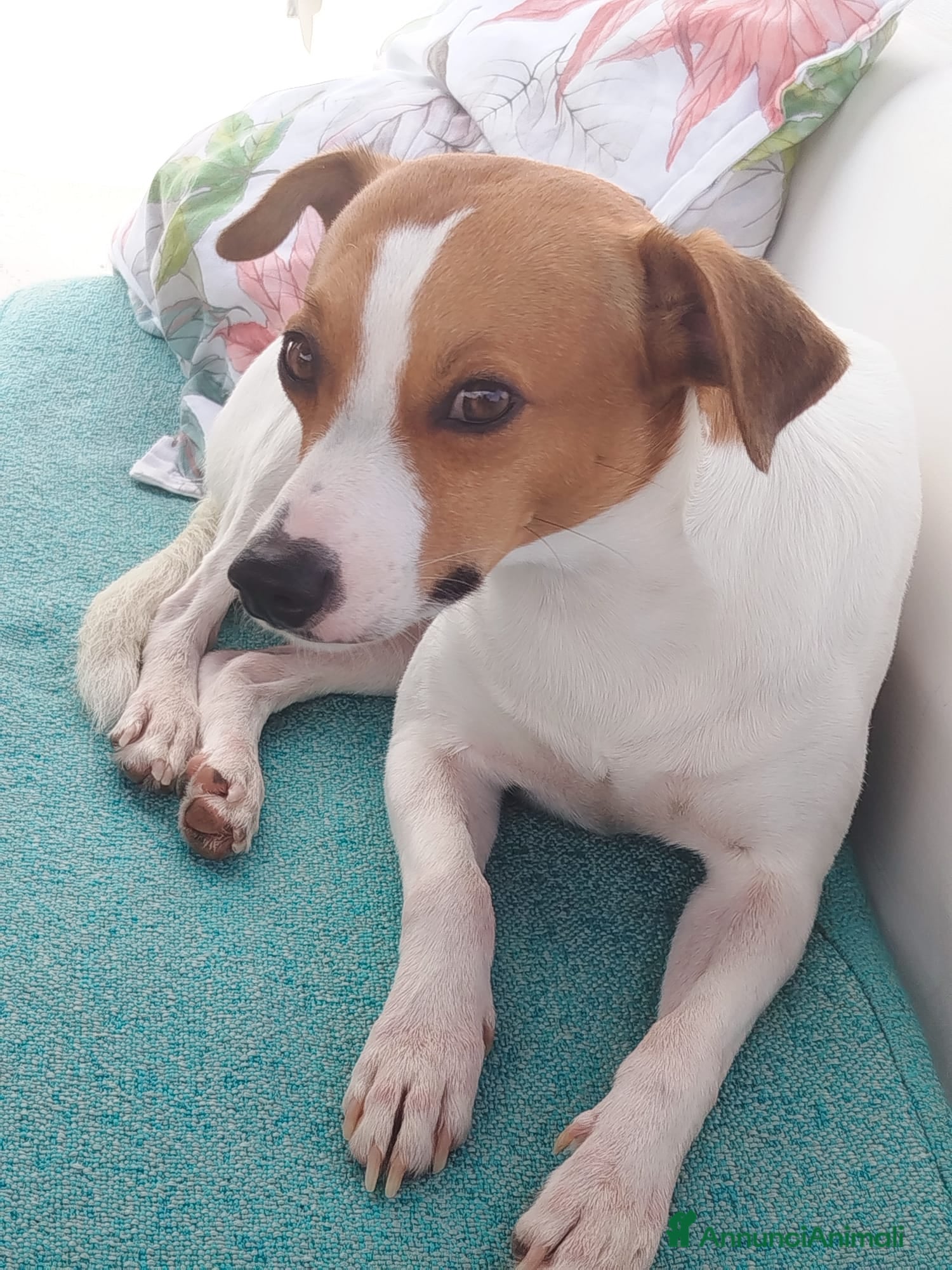 Jack Russell cani Jack Russel Parson cerca compagna  - Annuncio 1