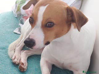 Jack Russell cani Jack Russel Parson cerca compagna - Annuncio 1