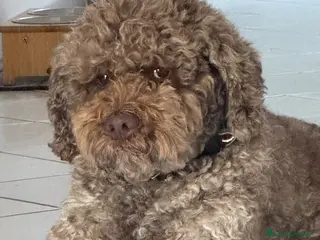 Lagotto cani Rio di Positano - Annuncio 3