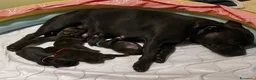Staffordshire cani in vendita: Cuccioli staffordshire - Annuncio 4