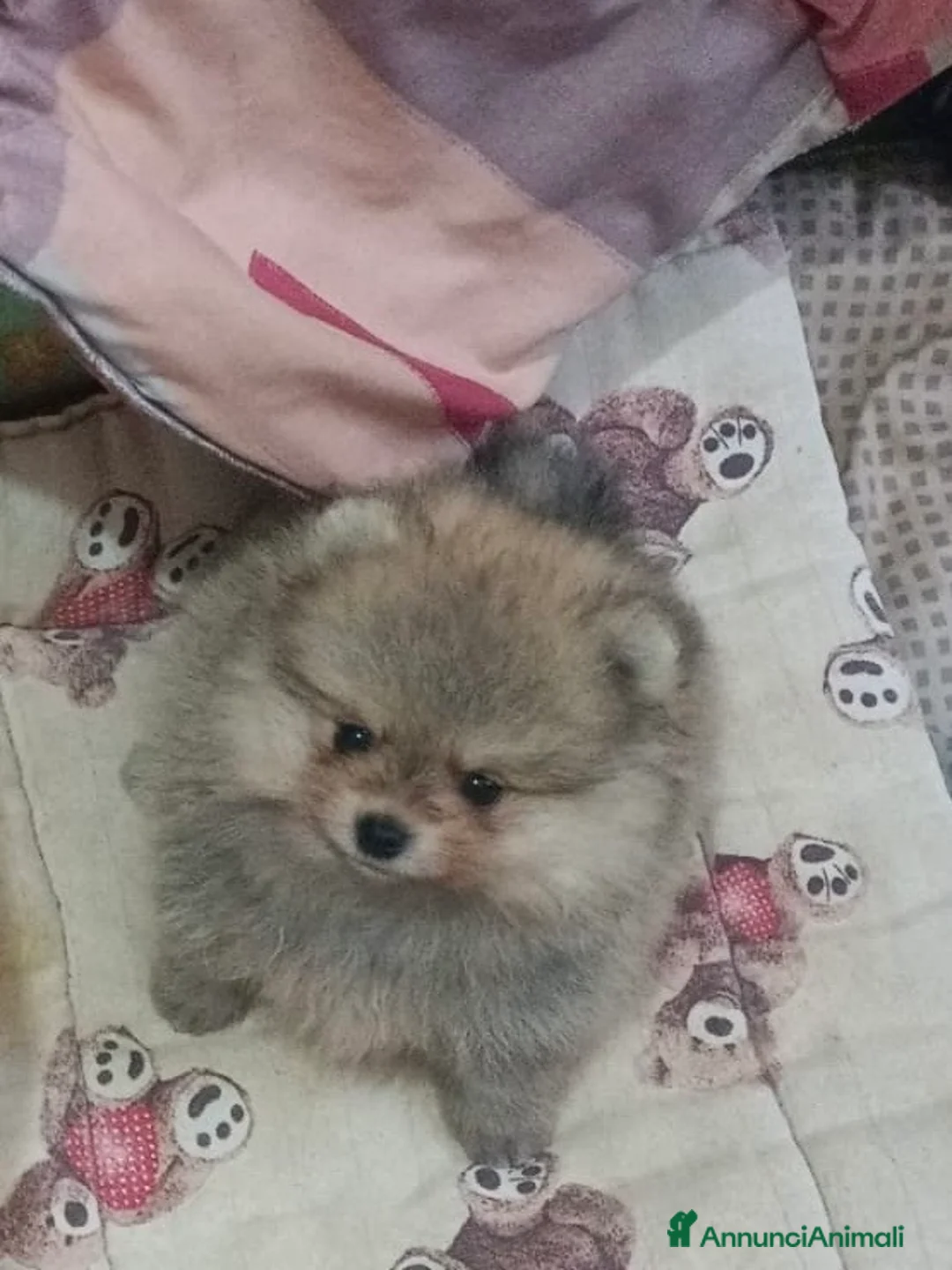 Volpino Pomerania cani in vendita: Volpino di Pomerania - Annuncio 10