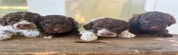 Lagotto cani in vendita: Lagotto Romagnolo - Annuncio 1