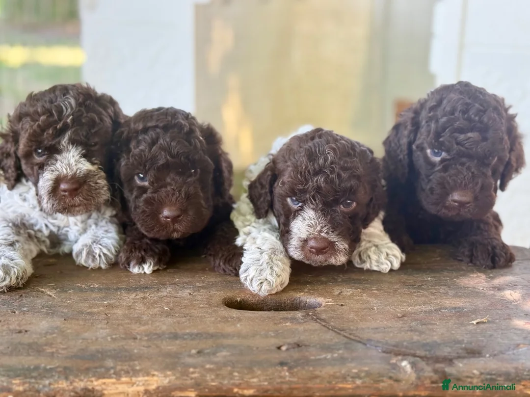 Lagotto cani in vendita: Lagotto Romagnolo - Annuncio 1