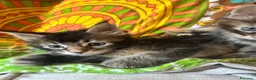 Maine Coon gatti in vendita: MAINE COON SHADED PREGIATI cuccioli  - Annuncio 5