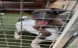 Altre razze cani in regalo: Cuccioli  a Provincia di Brescia - Immagine 9