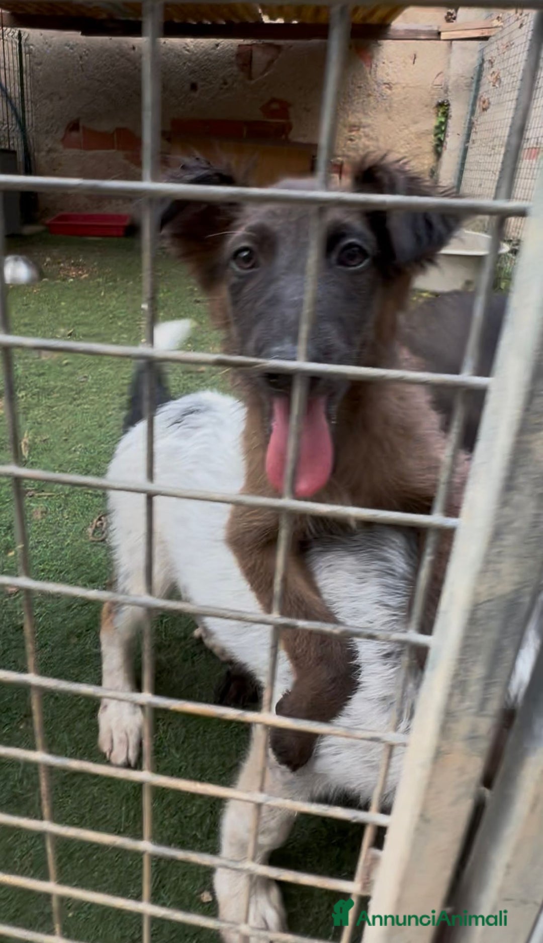 Altre razze cani in regalo: Cuccioli  a Provincia di Brescia - Immagine 9