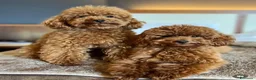 Barboncino Toy cani in vendita: Cucciola di Barboncino Toy Fulvo Albicocca - Annuncio 2