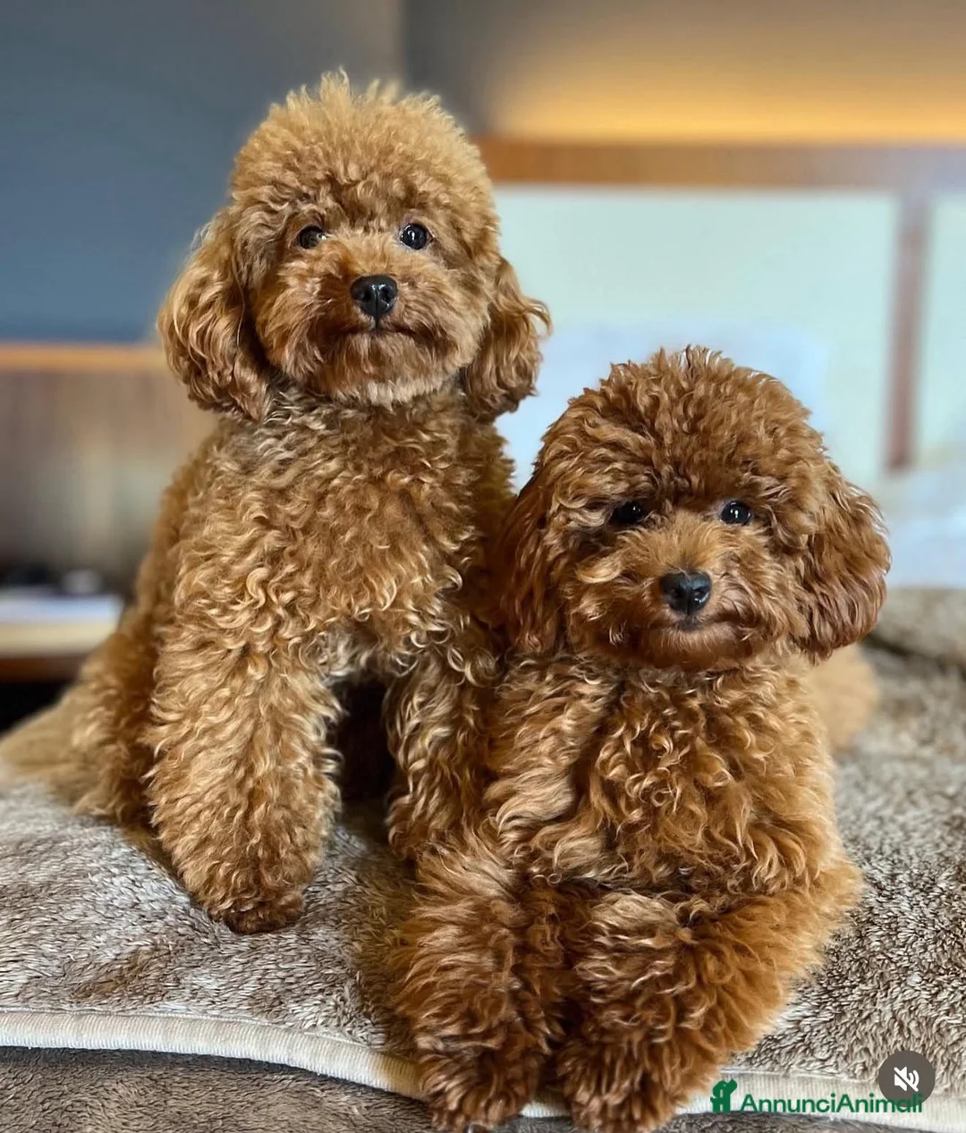 Barboncino Toy cani in vendita: Cucciola di Barboncino Toy Fulvo Albicocca - Annuncio 2