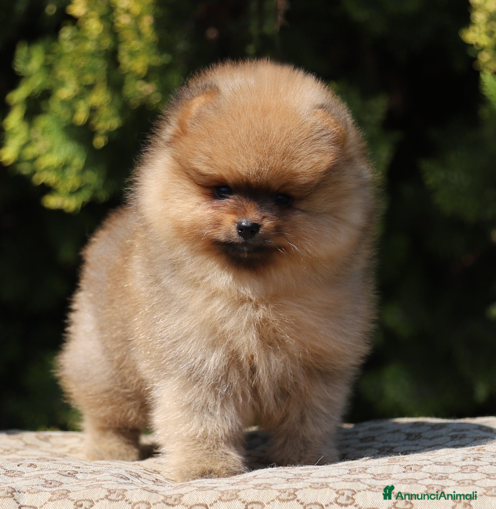 Volpino Pomerania cani Spitz tedesco Pomerania maschio  - Annuncio 15
