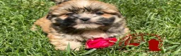 Maltipoo cani in vendita: Lhasa Apso Maltipoo Barboncino Tre Quarti di Luna - Annuncio 3